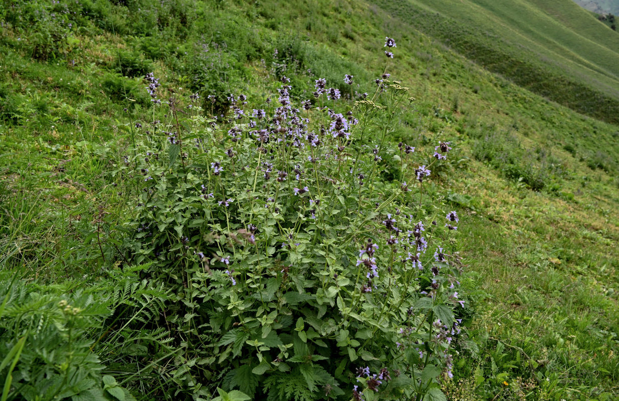 Изображение особи Nepeta bucharica.