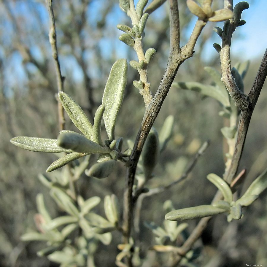 Image of Atriplex cana specimen.