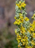 Verbascum speciosum. Верхушка соцветия. Армения, обл. Арагацотн, окр. с. Агарак, ≈ 1000 м н.у.м., каменистый участок лугового склона. 20.06.2022.