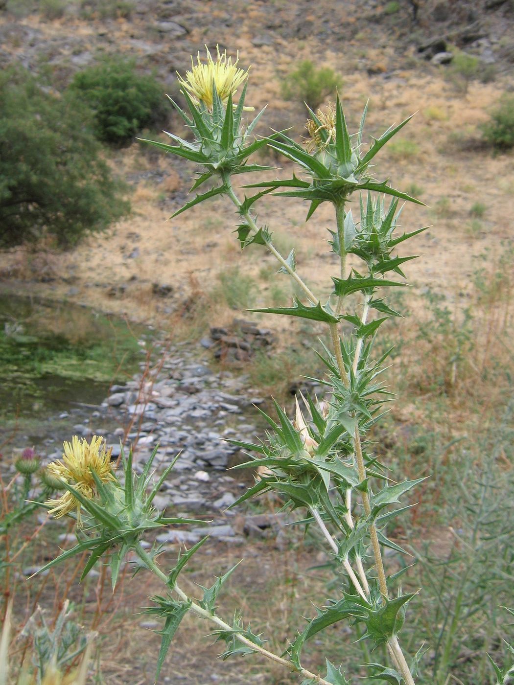 Изображение особи Carthamus &times; turkestanicus.