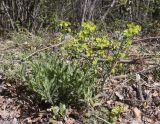 Euphorbia amygdaloides. Цветущие растения. Испания, Каталония, пров. Жирона, комарка Ла-Гарроча, муниципалитет Ла-Валь-де-Бианья, подр-н (субкомарка) Л’Альта-Гарроча, 870 м н.у.м., перевал Capsacosta, смешанный лес, порубочные остатки на обочине дороги. 12.04.2024.