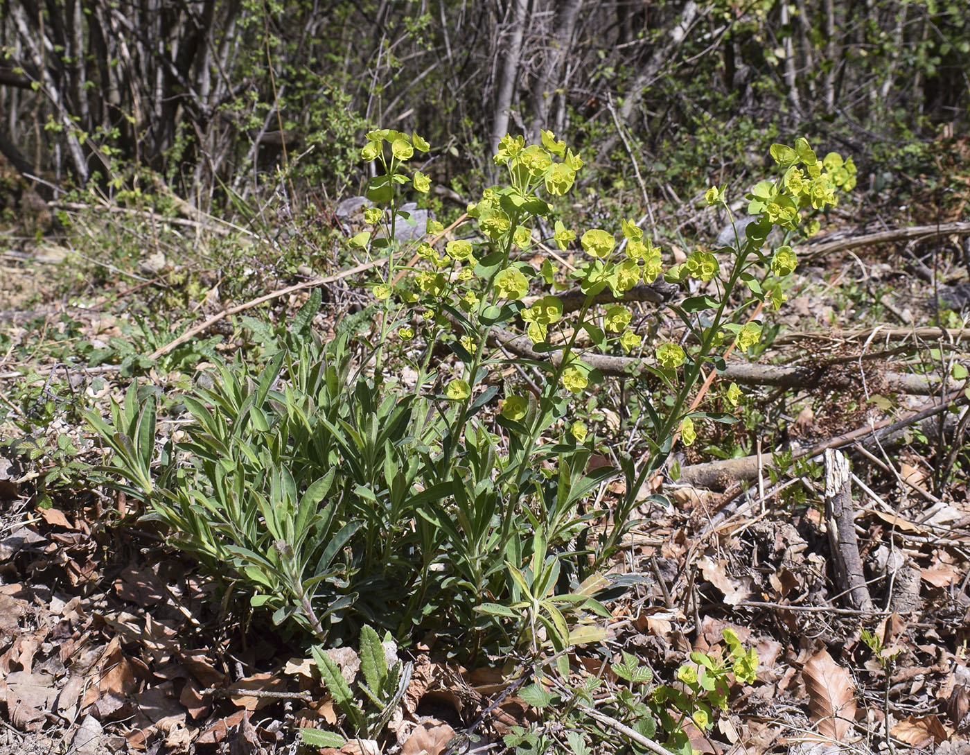 Image of Euphorbia amygdaloides specimen.