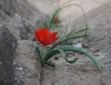 Tulipa korolkowii. Цветущее растение. Узбекистан, Сурхандарьинская обл., Байсунский р-н, с. Пасурхи. 10.04.2024.