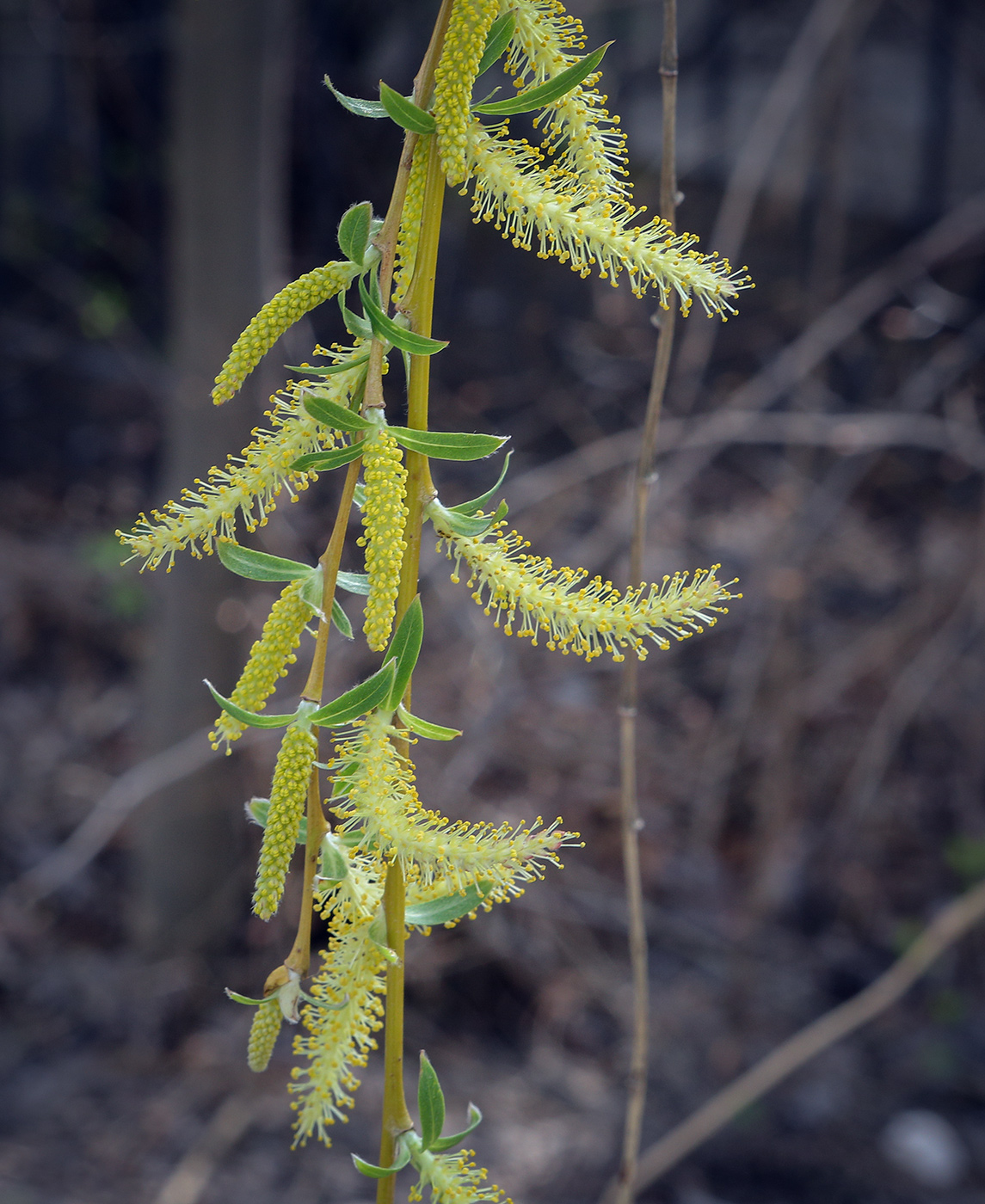 Image of Salix &times; sepulcralis specimen.