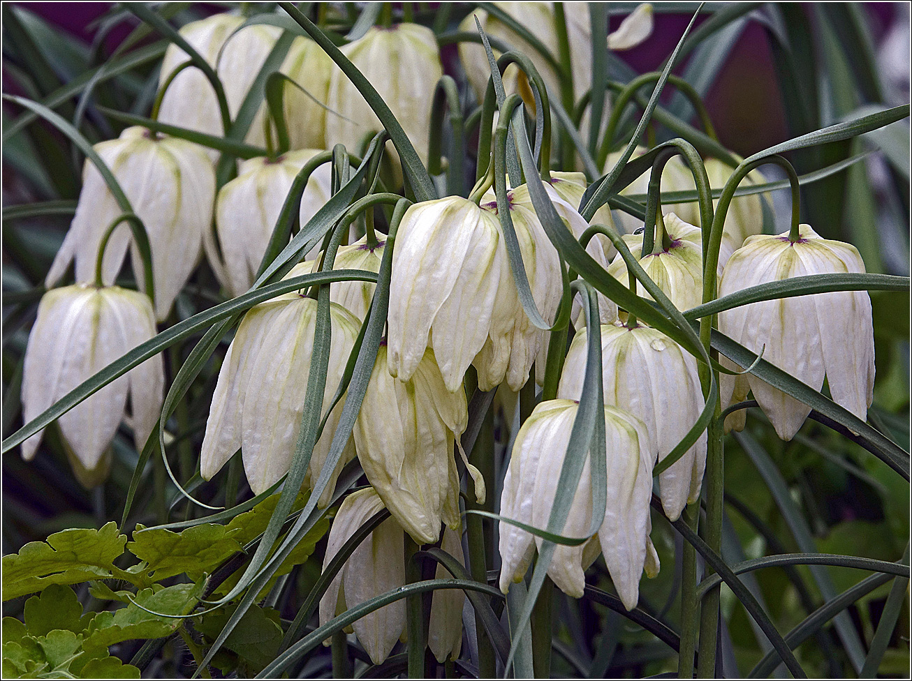 Image of Fritillaria meleagris specimen.