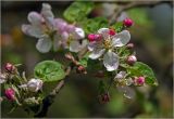 Malus domestica. Верхушка ветви с бутонами и цветками. Московская обл., Раменский р-н, окр. дер. Хрипань, садовый участок. 17.05.2024.