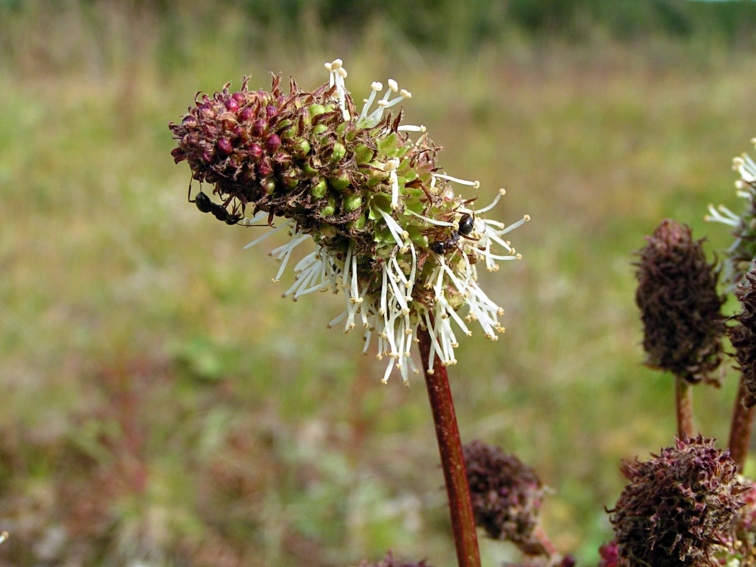 Image of Sanguisorba alpina specimen.