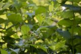 Atropa caucasica