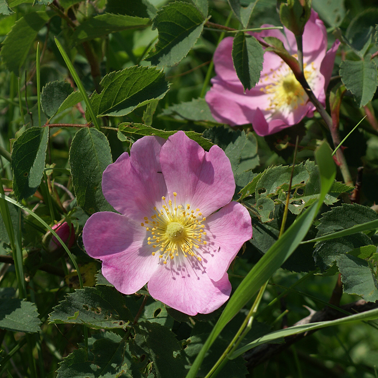 Image of Rosa canina specimen.