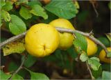 Chaenomeles japonica