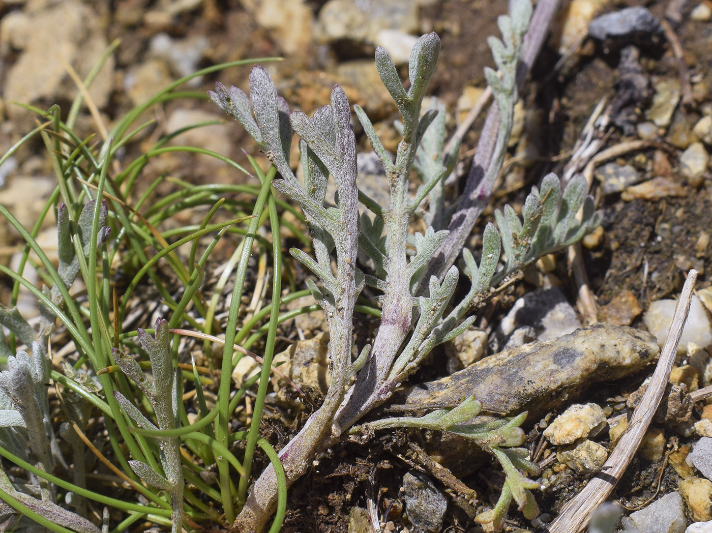 Image of Anthemis carpatica specimen.