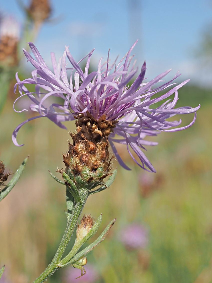 Image of genus Centaurea specimen.