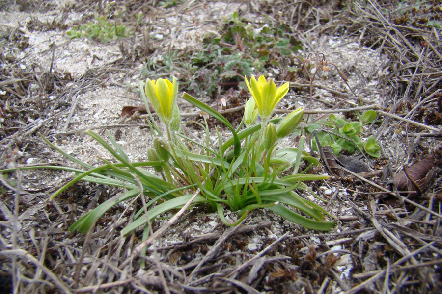 Image of Gagea dubia specimen.