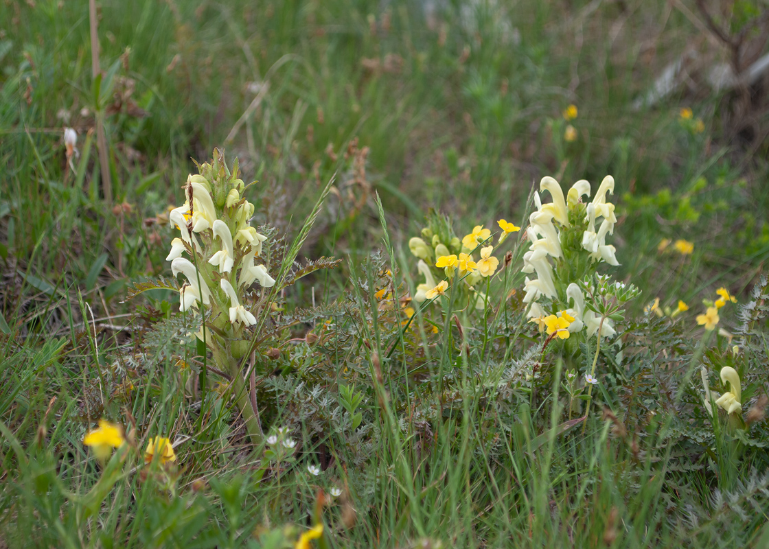 Image of Pedicularis physocalyx specimen.