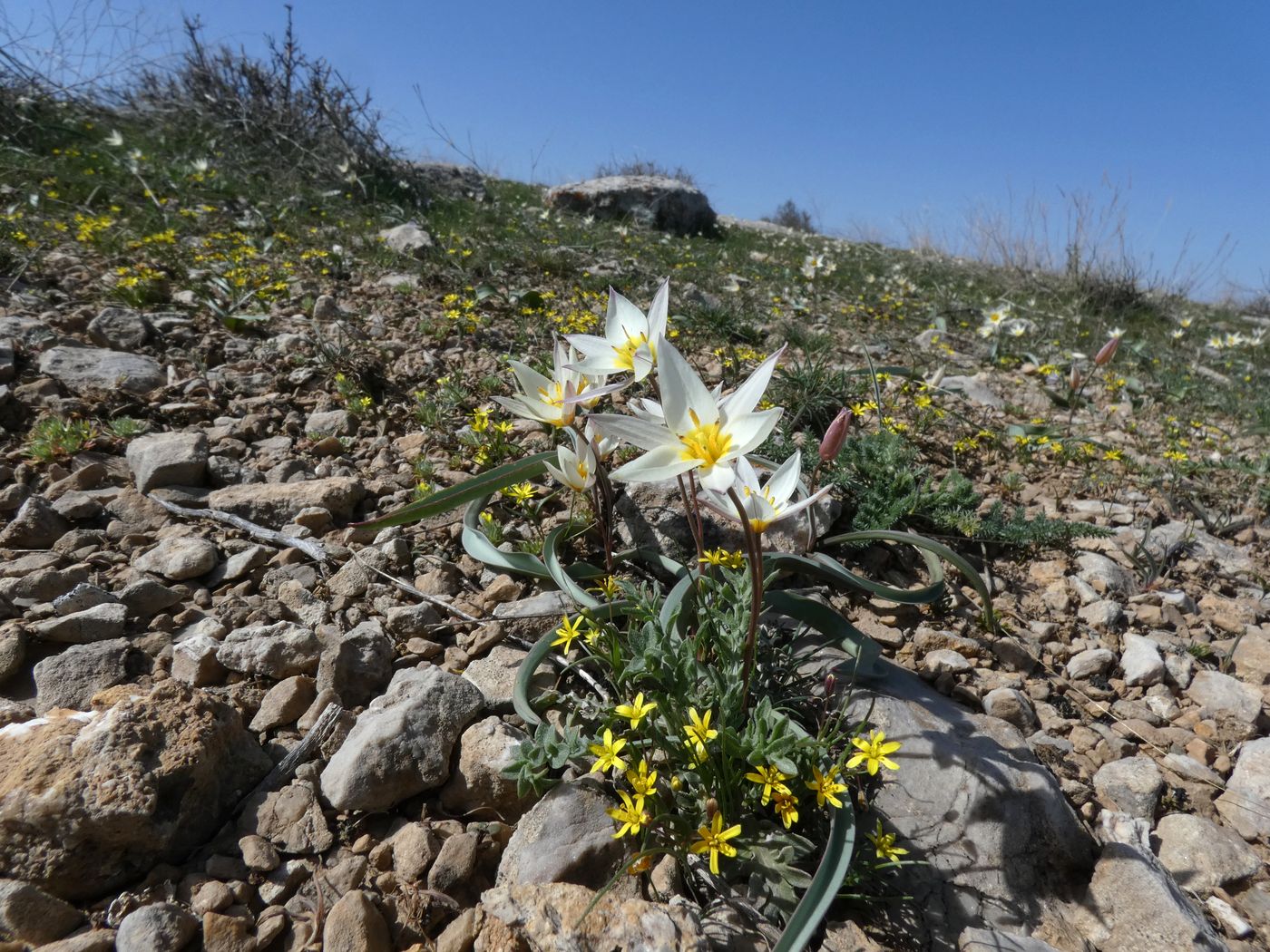 Изображение особи Tulipa bifloriformis.