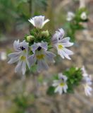 Euphrasia frigida