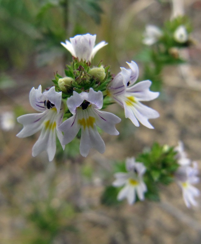 Image of Euphrasia frigida specimen.