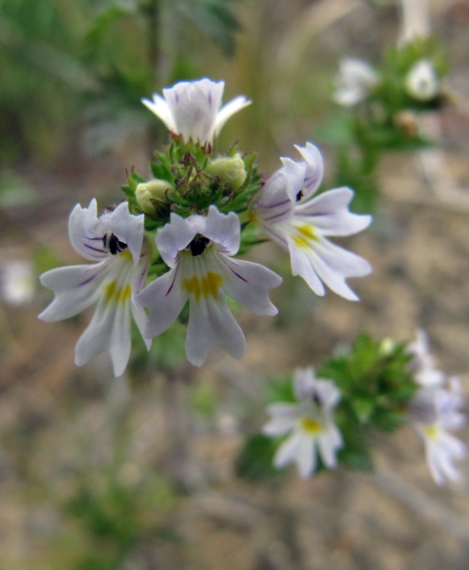 Изображение особи Euphrasia frigida.