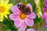Dahlia pinnata. Соцветие с питающейся бабочкой Адмирал (Vanessa atalanta). Московская обл., Раменский р-н, окр. дер. Хрипань, садовый участок. 27.07.2012.