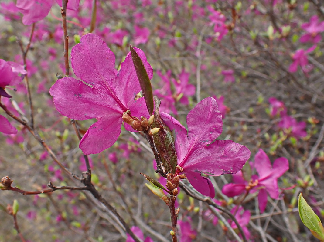 Image of Rhododendron dauricum specimen.