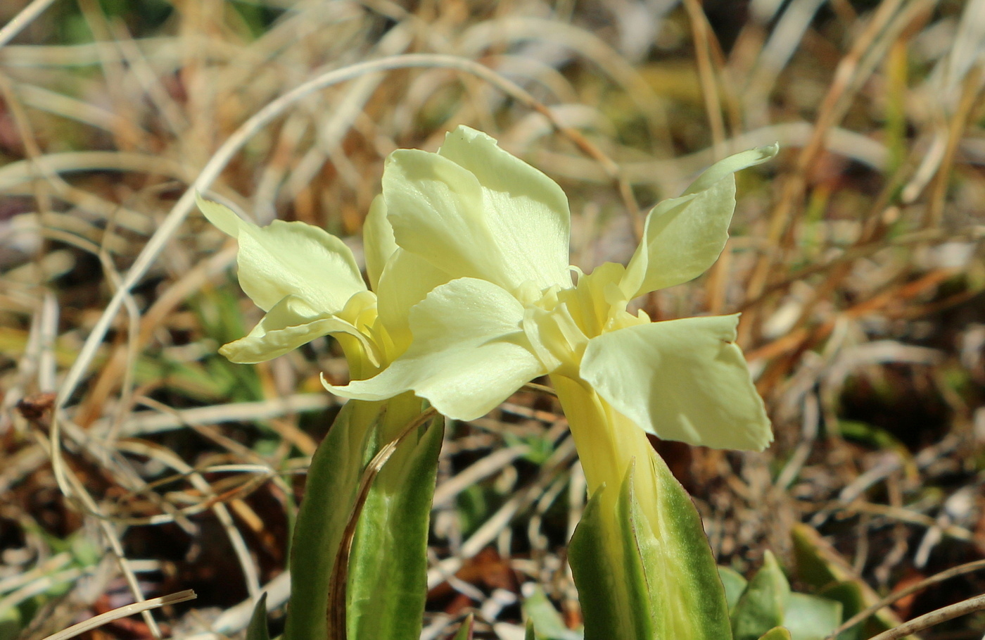 Image of Gentiana oschtenica specimen.