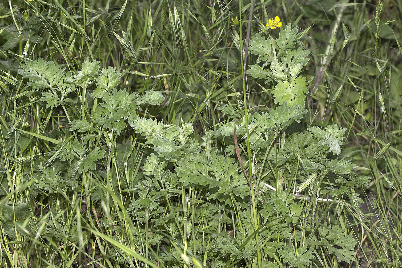 Image of Artemisia absinthium specimen.