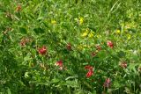 Lathyrus tuberosus