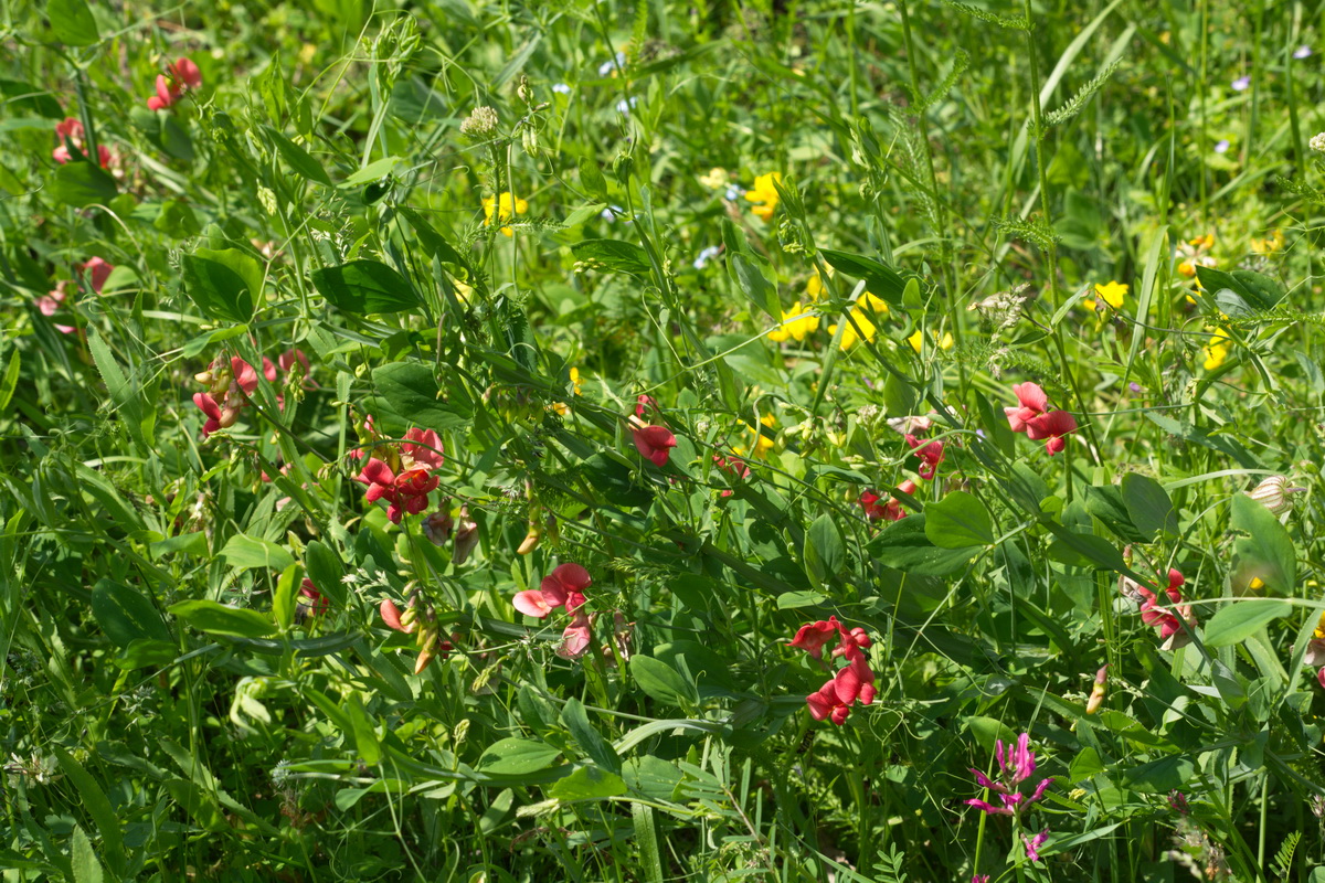 Image of Lathyrus tuberosus specimen.
