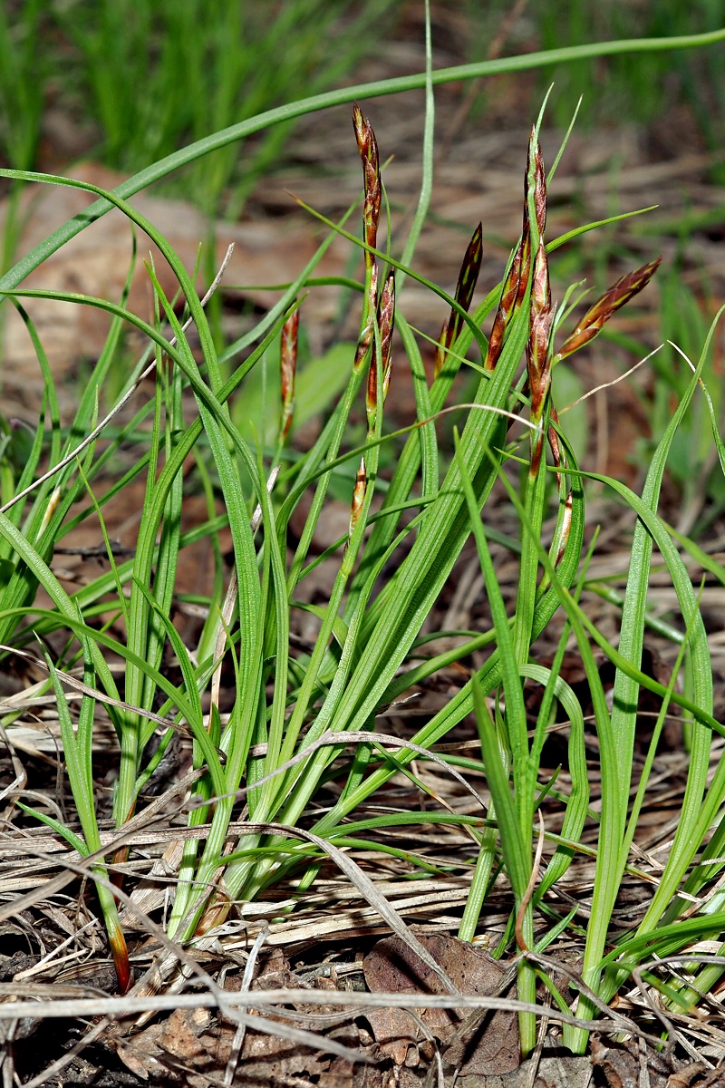 Image of Carex supina specimen.