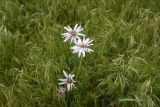 genus Scorzonera. Соцветия. Турция, ил Карс, 4 км на запад от с. Енгикей, Армянское нагорье, степь. 19 мая 2025 г.