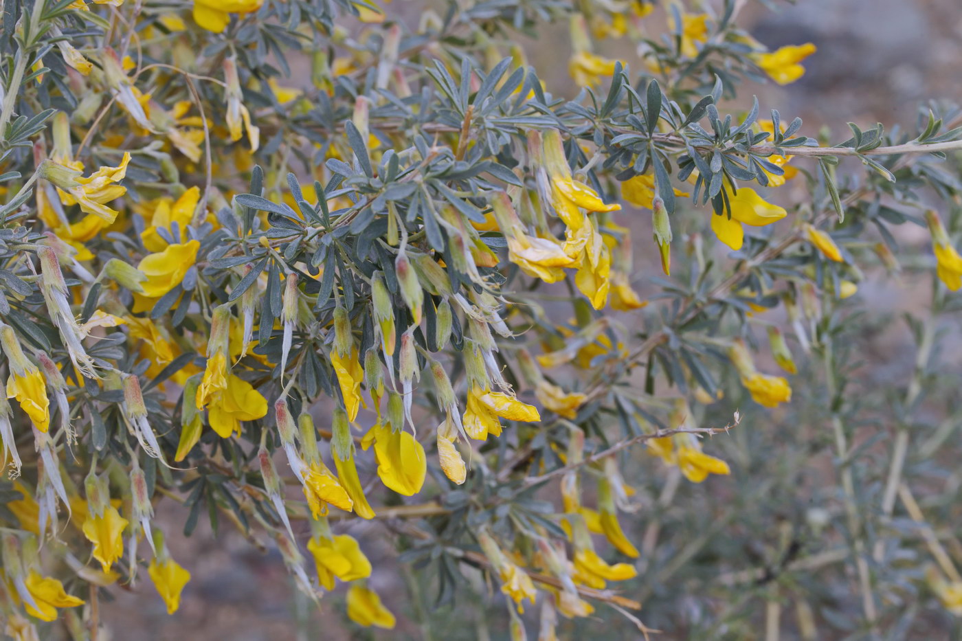 Image of Caragana pygmaea specimen.
