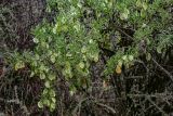 Zygophyllum xanthoxylum
