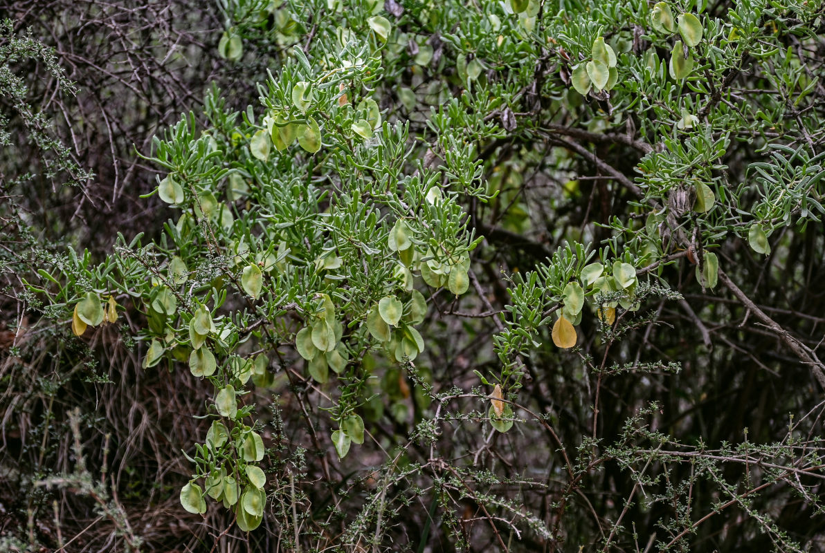 Image of Zygophyllum xanthoxylum specimen.