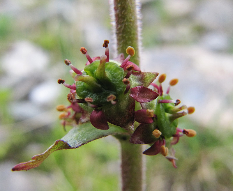 Image of Micranthes hieraciifolia specimen.