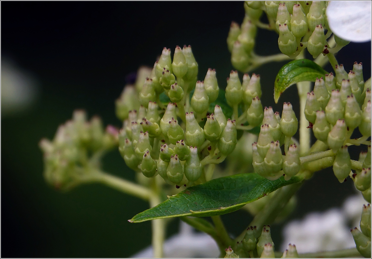 Изображение особи Hydrangea arborescens.