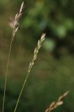 Sieglingia decumbens