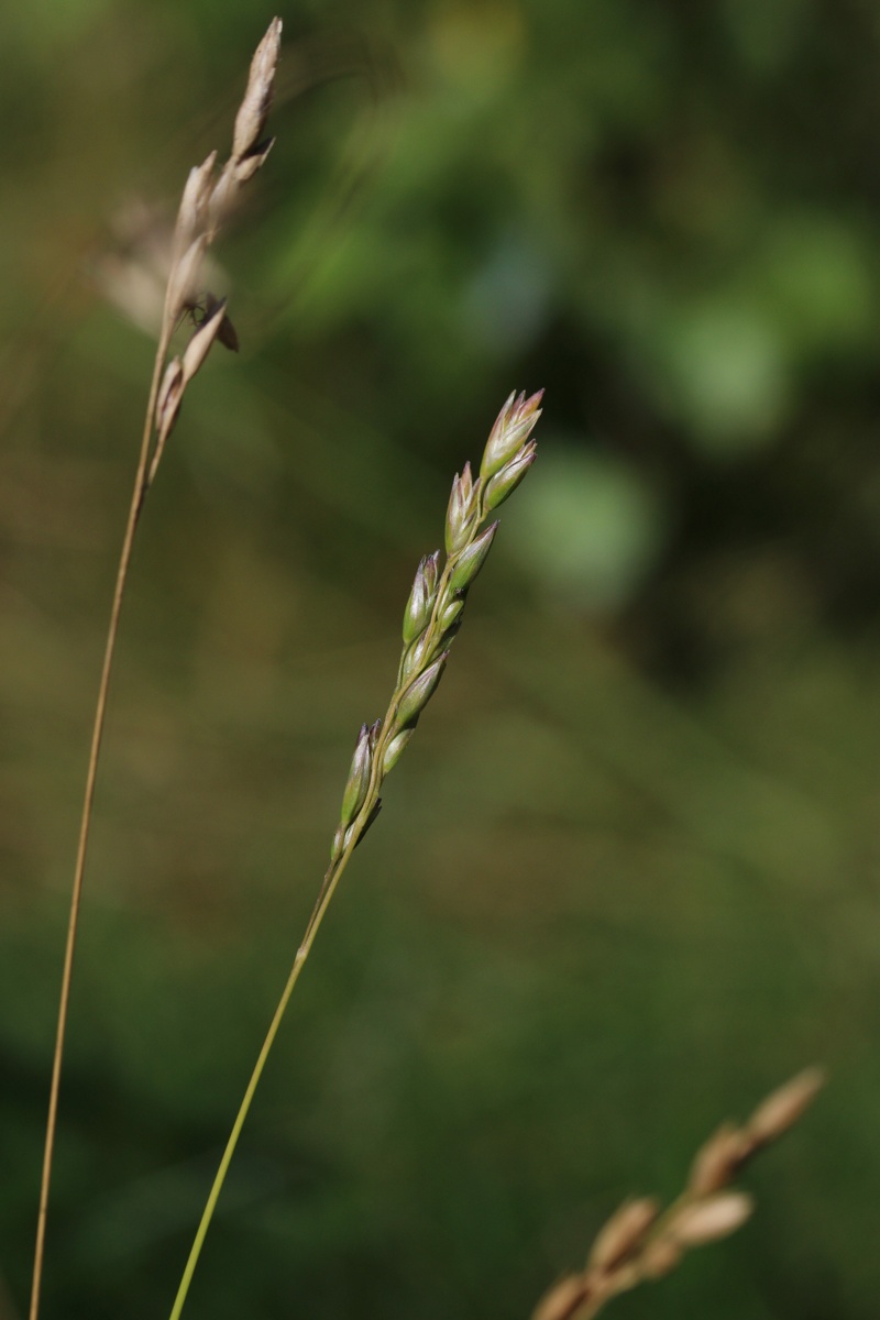 Image of Sieglingia decumbens specimen.