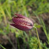 Fritillaria meleagroides. Цветок. Ульяновская обл., окр. г. Димитровград, дол. р. Б. Черемшан, опушка смешанного леса, местами заболоченный сырой луг. 10.05.2024.
