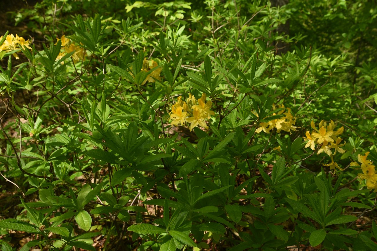 Изображение особи Rhododendron luteum.