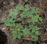 Geranium robertianum