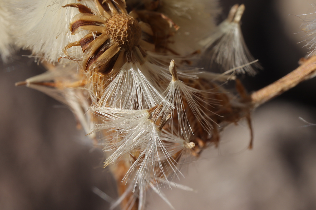 Изображение особи Senecio grandidentatus.