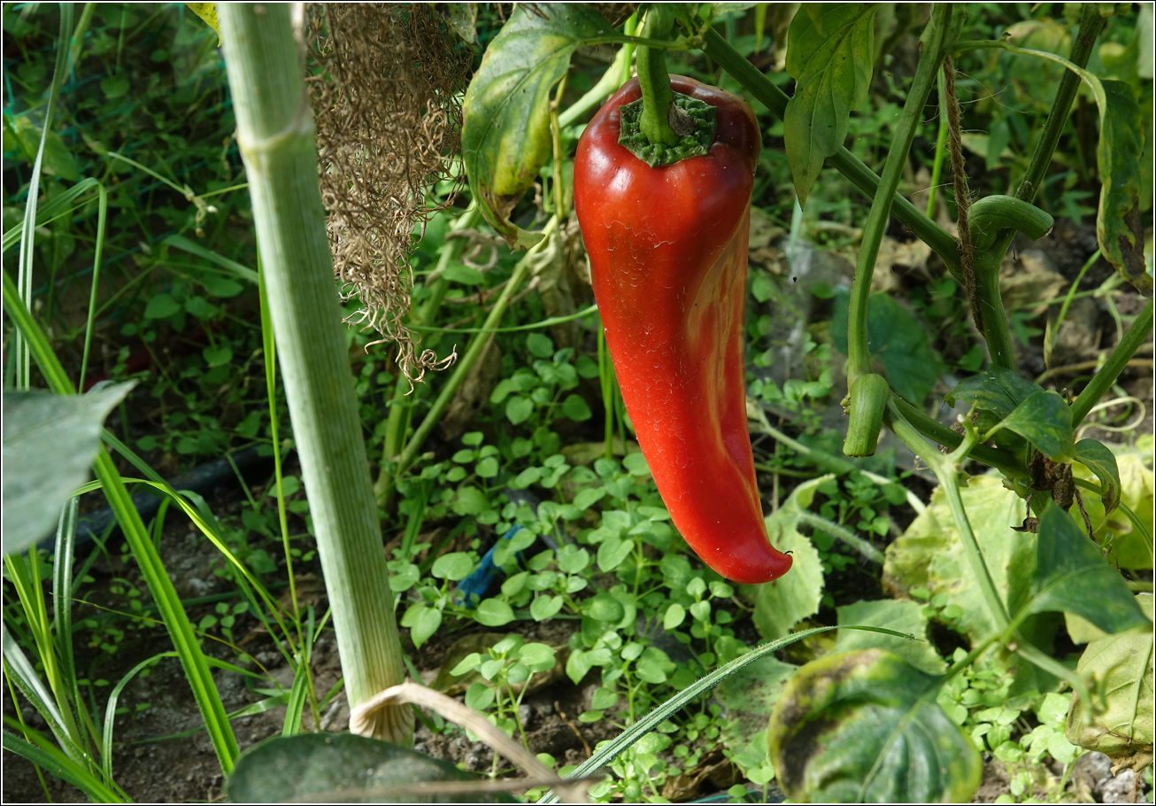 Изображение особи Capsicum annuum.