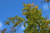 Fagus sylvatica. Верхушка растения с листьями, принимающими осеннюю окраску. Санкт-Петербург, Дудергофские высоты, широколиственный лес. 18.10.2025.