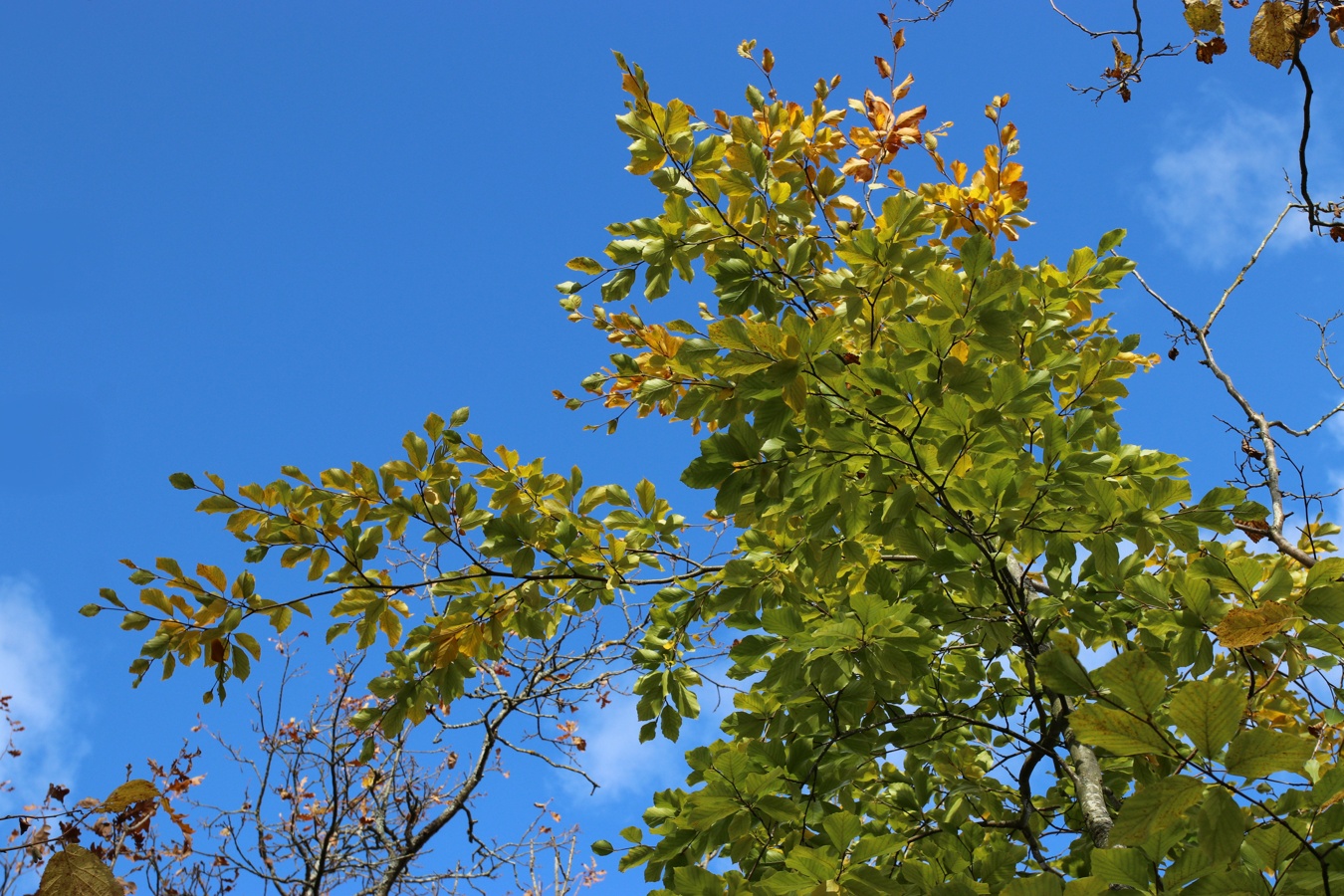 Изображение особи Fagus sylvatica.