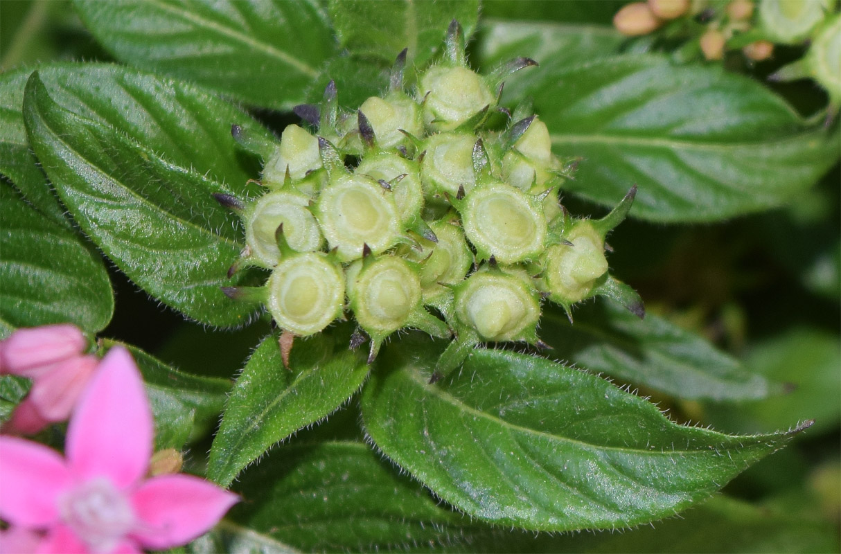 Изображение особи Pentas lanceolata.