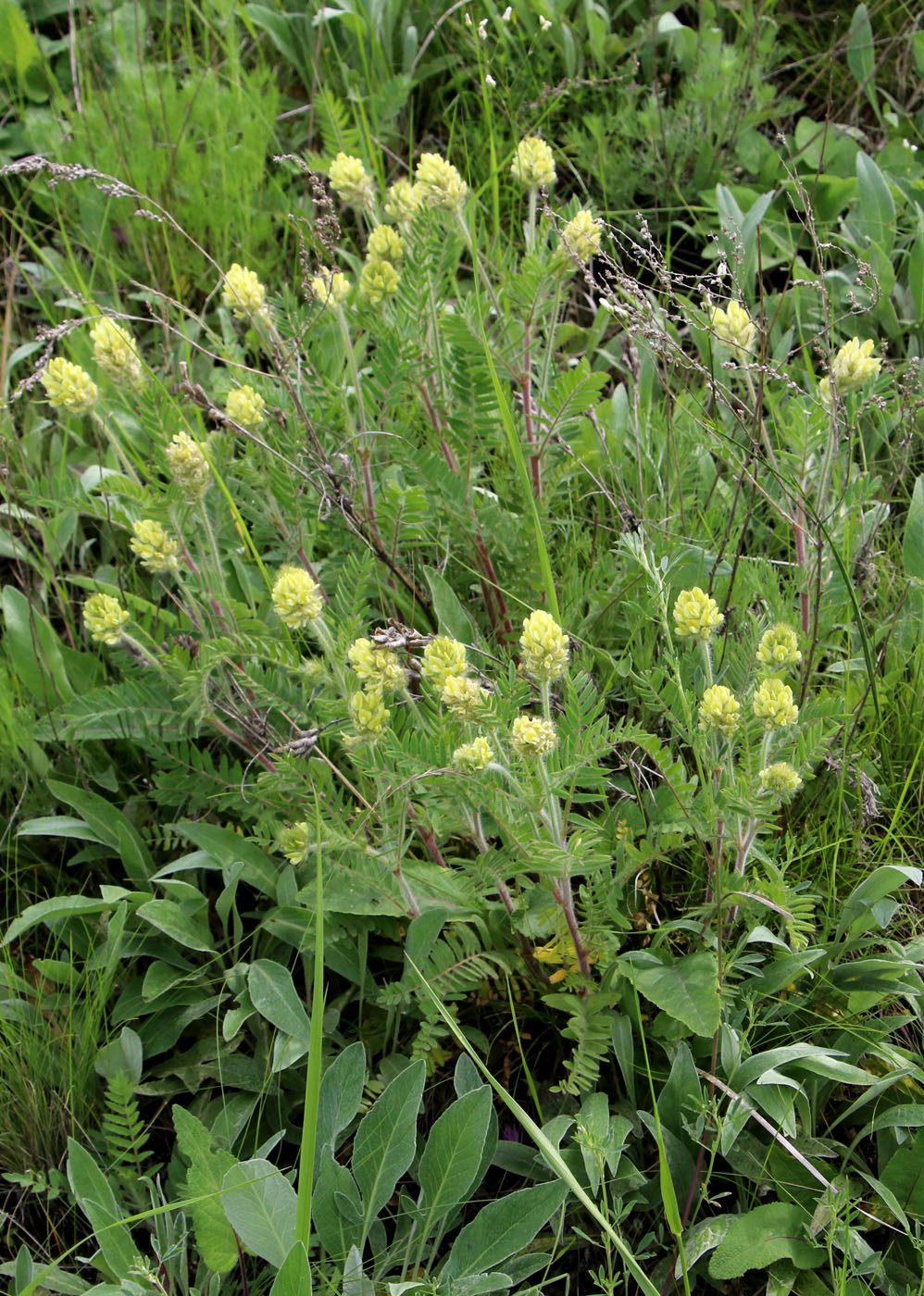 Image of Oxytropis pilosa specimen.
