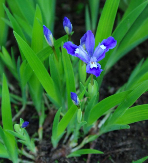 Image of Iris cristata specimen.