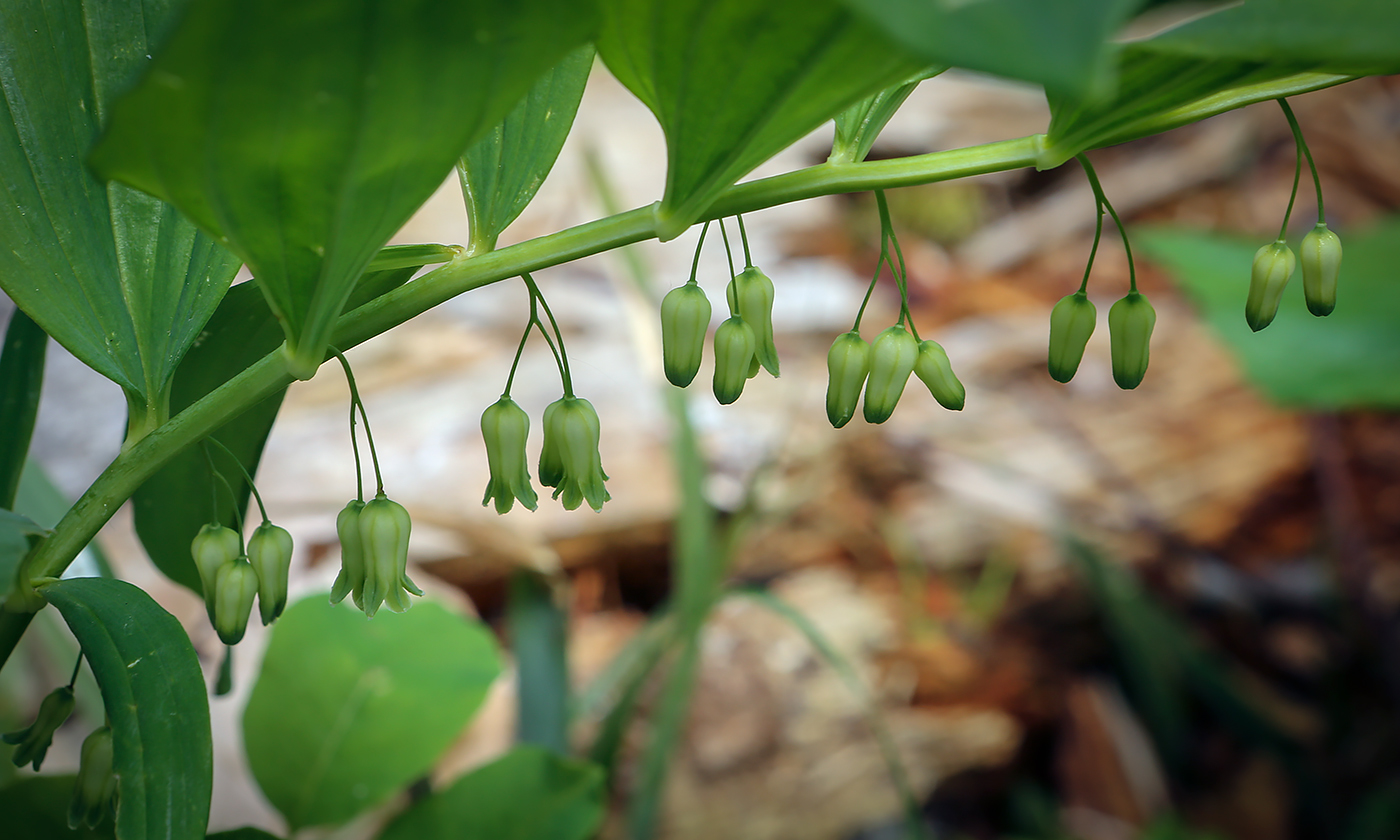 Image of Polygonatum multiflorum specimen.