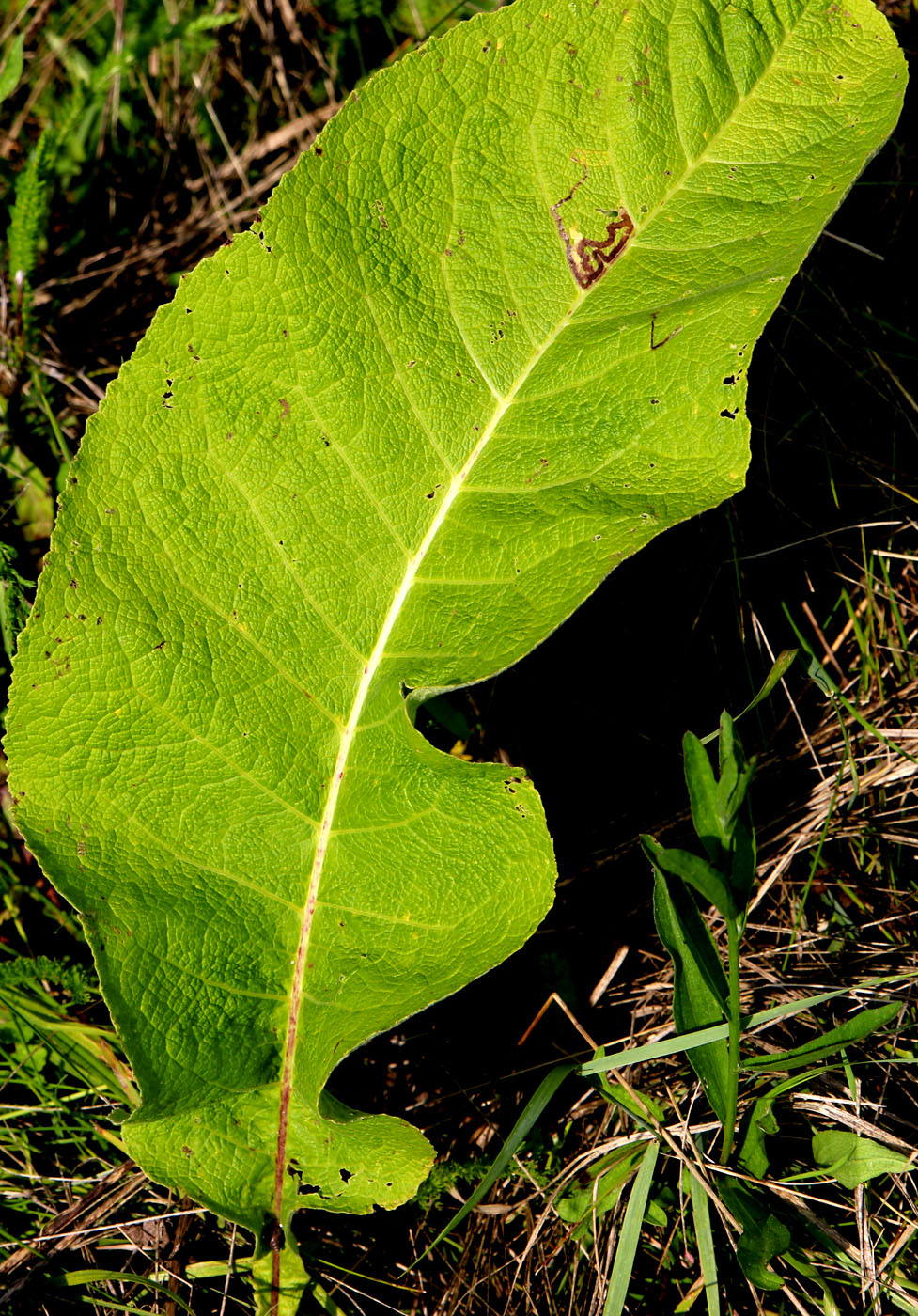 Image of Inula helenium specimen.