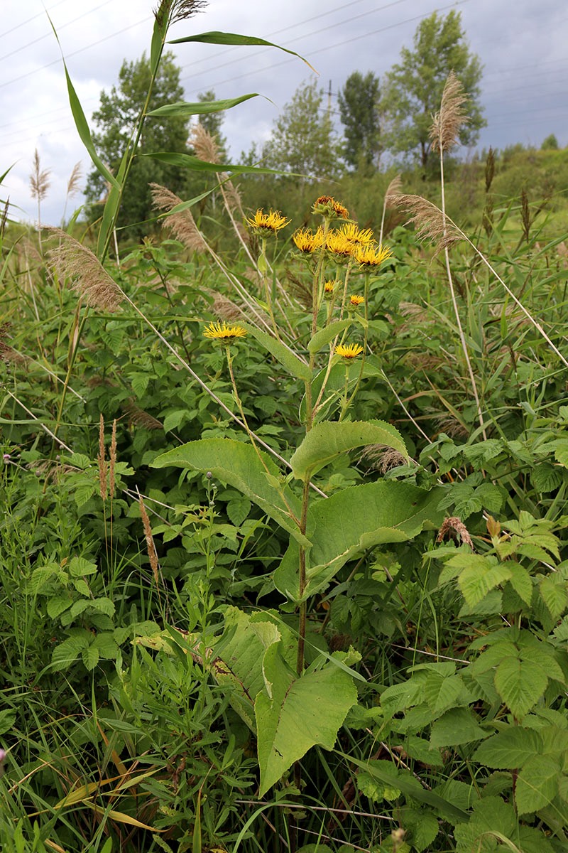 Image of Inula helenium specimen.